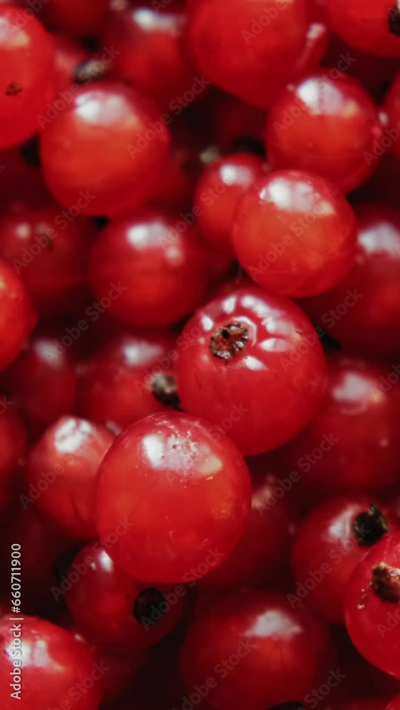 Red currant berries rotating. Vertical food background. Macro shot of ripe redcurrant. Red currant berries rotating. Vertical food background. Macro shot of ripe redcurrant.
