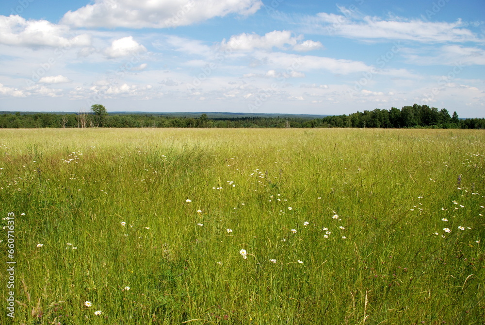 Fototapeta premium Green field under the clouds. On a sunny summer day, small cumulus clouds hang in the blue sky. Below them is a green meadow with tall grass and wildflowers. A forest is visible in the distance.