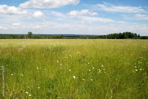 Green field under the clouds. On a sunny summer day, small cumulus clouds hang in the blue sky. Below them is a green meadow with tall grass and wildflowers. A forest is visible in the distance.