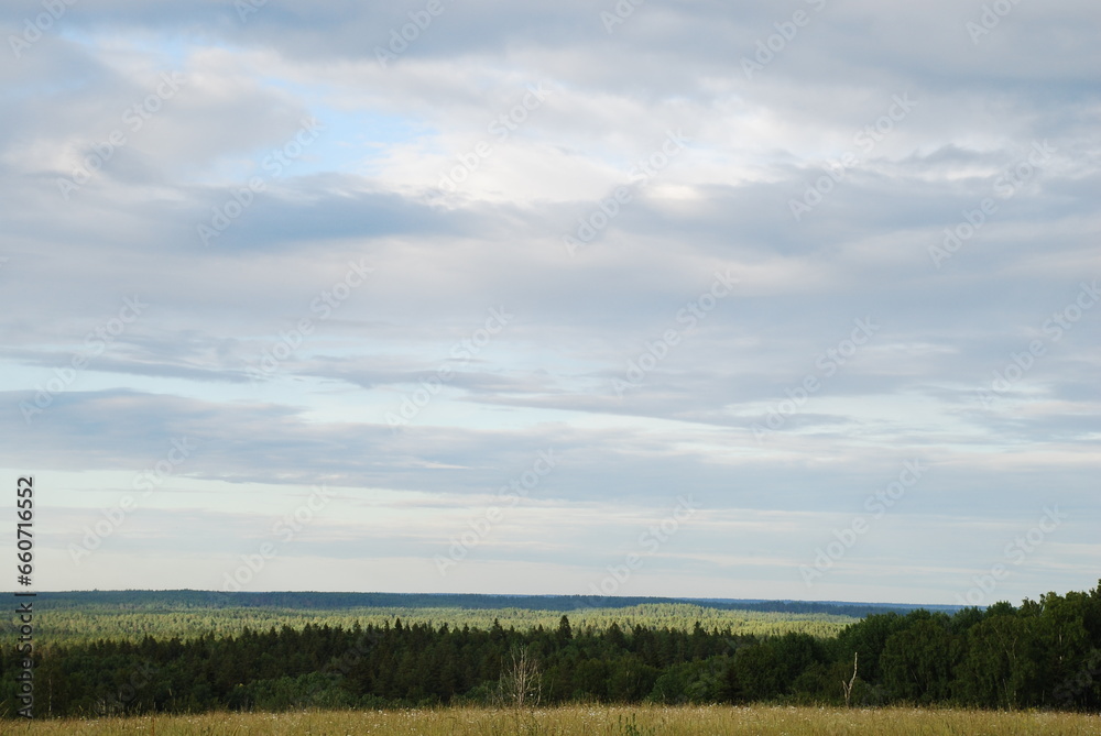 Obraz premium Green field under the clouds. On a sunny summer day, small cumulus clouds hang in the blue sky. Below them is a green meadow with tall grass and wildflowers. A forest is visible in the distance.