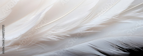 Closeup of a feather with fine barbs  revealing a silky and smooth texture. The barbs are closely spaced together  giving the feather a luxurious and soft feel.