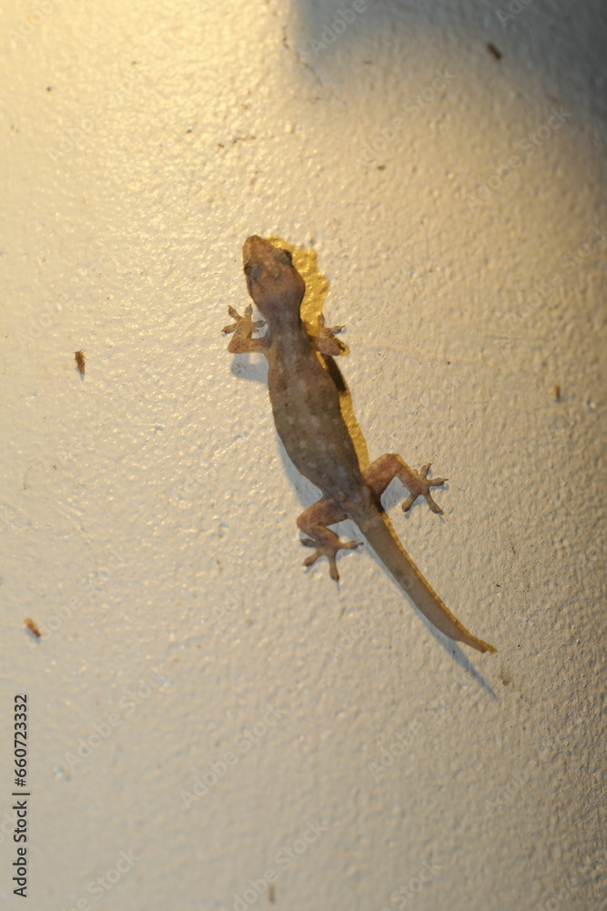 Lepidodactylus lugubris, known as the mourning gecko or common smooth ...