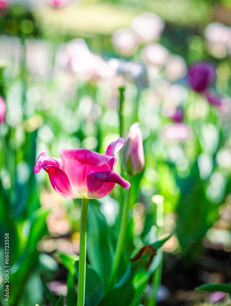 multicolor tulips in garden multicolor tulips in garden