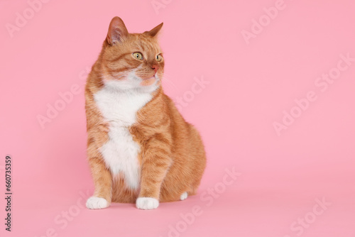 Adorable red fluffy cat on pink background