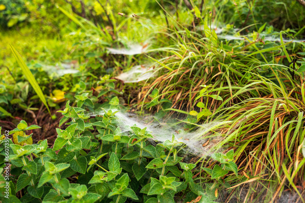 spider web on the grass. Selective focus. High quality photo spider web on the grass. Selective focus. High quality photo