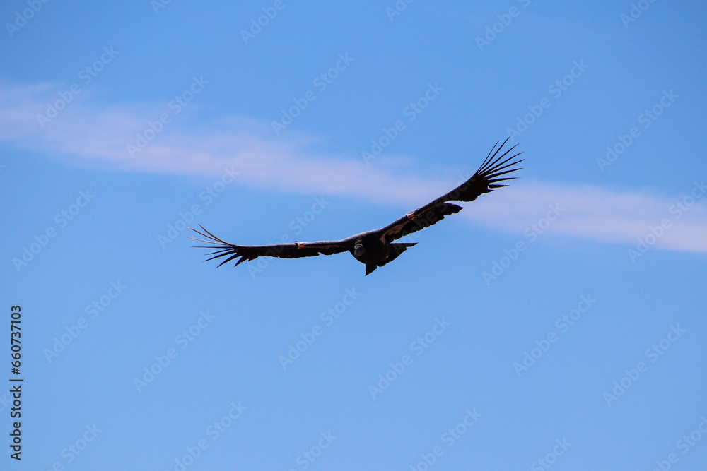 California Condor at Marble Canyon California Condor at Marble Canyon
