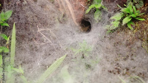 spider web on the grass in morning