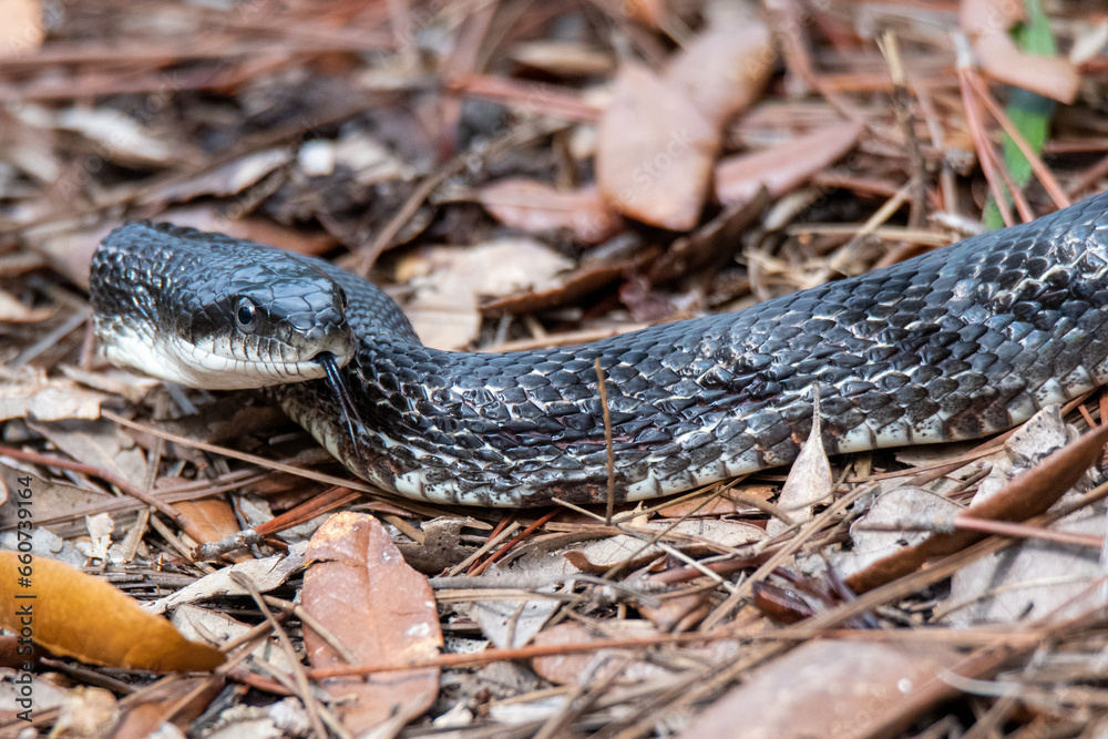 rat snake rat snake