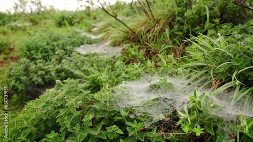 spider web on the grass in morning