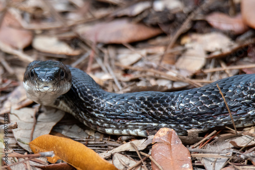 rat snake