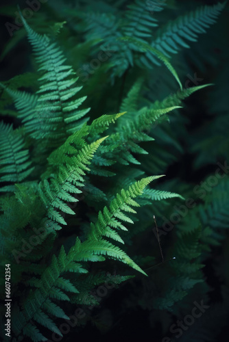 Native fern branches in a dark natural forest, with beautiful green leaves and silver cool cinematic lighting. Dark rainforest, subtropical, close up nature photography of plants and trees © dreamalittledream