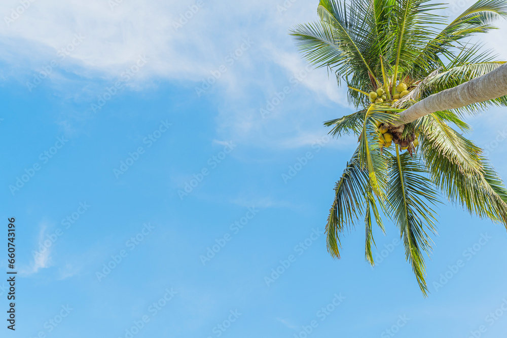 Background coconut trees sky in a cafe next to the sea Ao Yon Beach Phuket Thailand