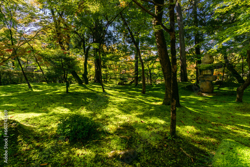 Moss forest