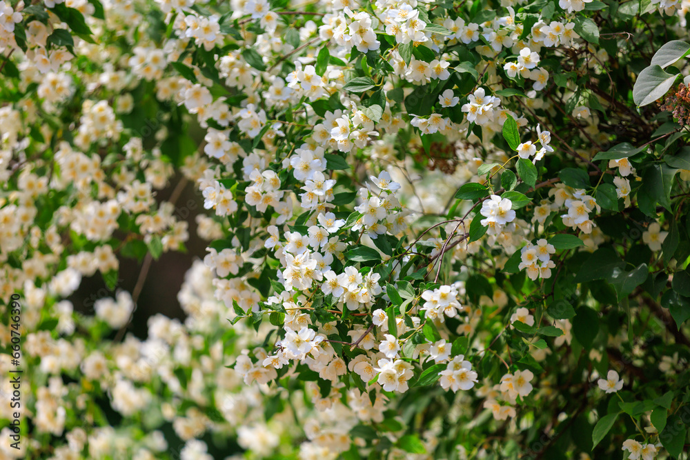 Flowering bushes. Background with selective focus and copy space Flowering bushes. Background with selective focus and copy space