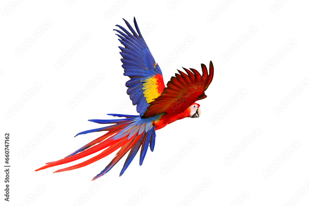 Fototapeta premium Colorful flying parrot isolated on transparent background png file