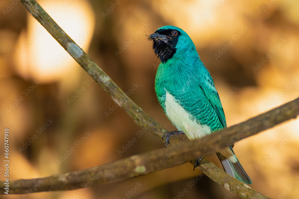 Fototapeta premium blue bird