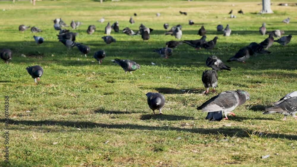 Group of pigeons walking on grass field Group of pigeons walking on grass field