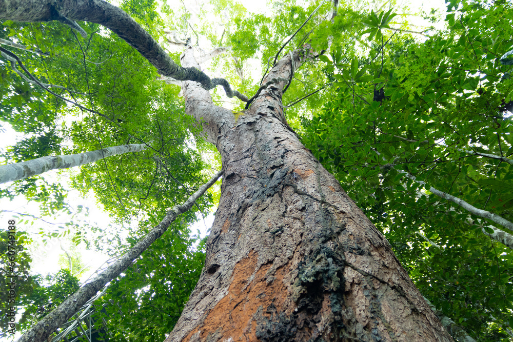 Fototapeta premium Amazon Forest