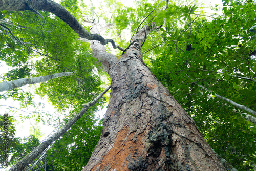 Amazon Forest