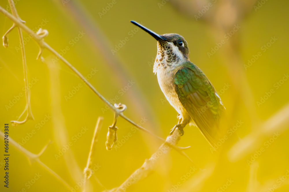 Fototapeta premium hummingbird on a branch