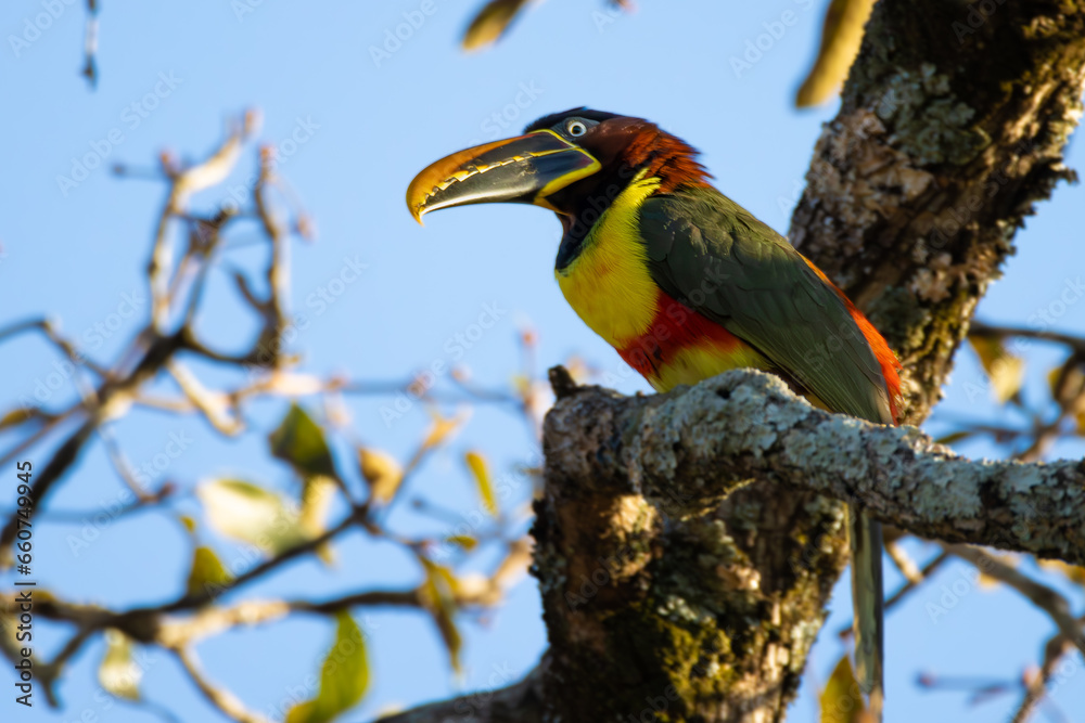 Obraz premium yellow billed toucan