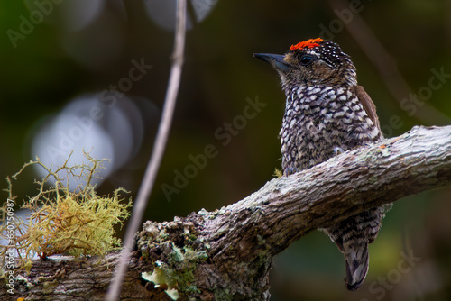 White-wedged Piculet photo