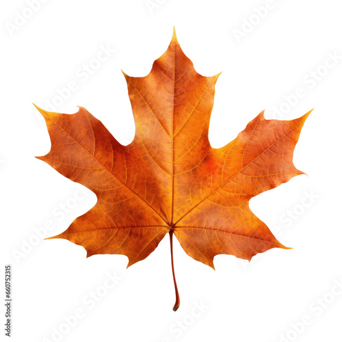 Fall autumn maple leaf. Transparent background. Seasonal colors.