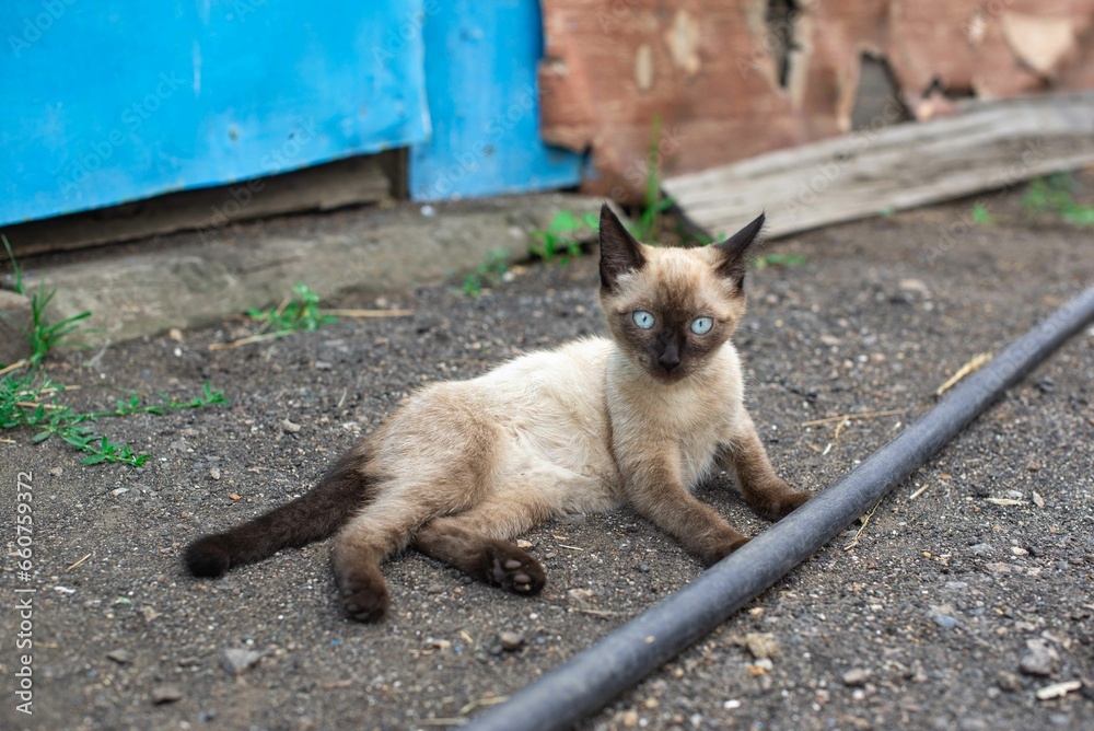 Siamese kitten lying on the ground in the village. High quality photo
