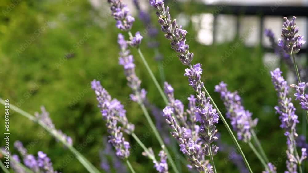 Lavender flowers blowing in the breeze, slow motion Lavender flowers blowing in the breeze, slow motion