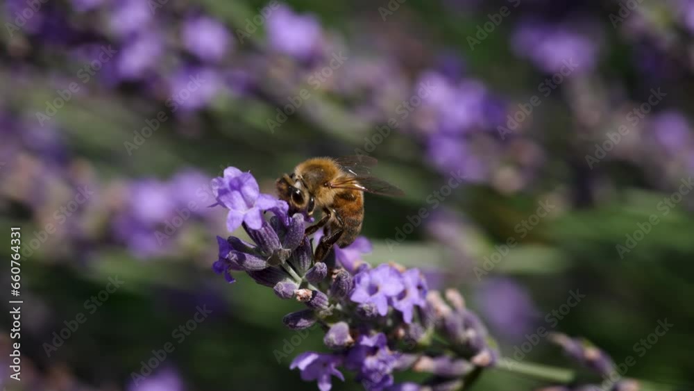 Closeup of honeybee pollinating and cleaning its tongue Closeup of honeybee pollinating and cleaning its tongue