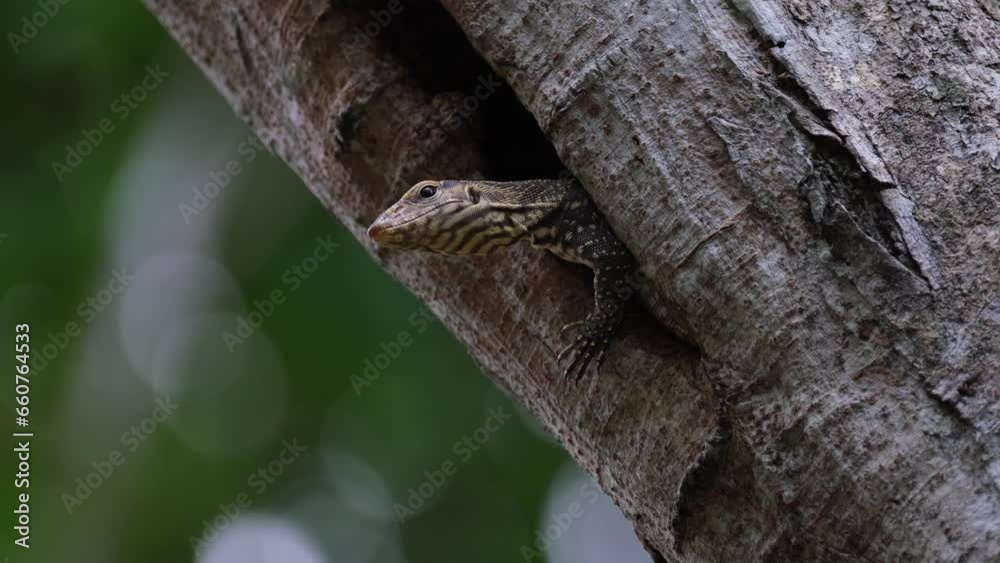 A sleepy Clouded Monitor Lizard Varanus nebulosus is looking around from its nest on a tree, dozing off to sleep towards the end of the video, inside Kaeng Krachan Nationall Park in Thailand. A sleepy Clouded Monitor Lizard Varanus nebulosus is looking around from its nest on a tree, dozing off to sleep towards the end of the video, inside Kaeng Krachan Nationall Park in Thailand.