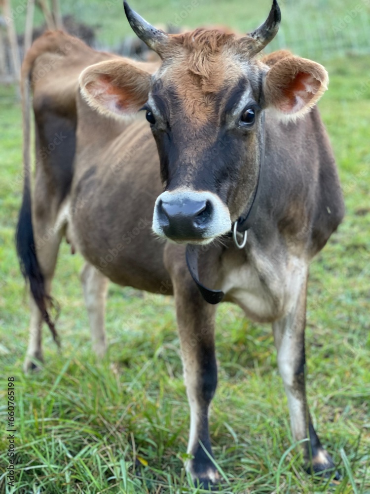 cow in the meadow