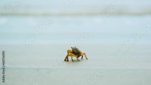 Creatures of the sea, Bangladesh. Fiddler crab (Gelasimus annulipes) on beach photo