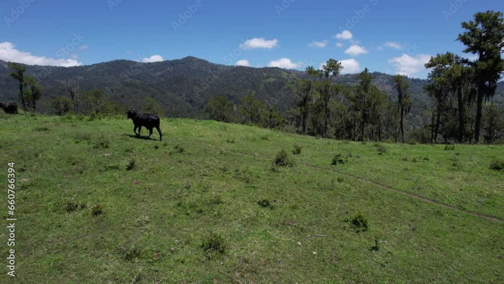 Drone shot of a bull walking through beautiful medow. Drone shot of a bull walking through beautiful medow.