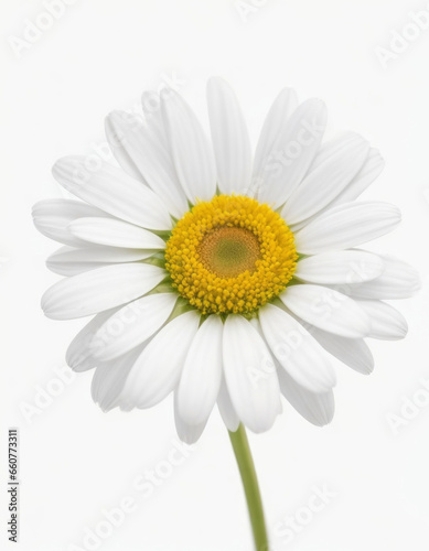 Daisy Flower on a Clean Plain White Background - Simple Elegance of Nature

