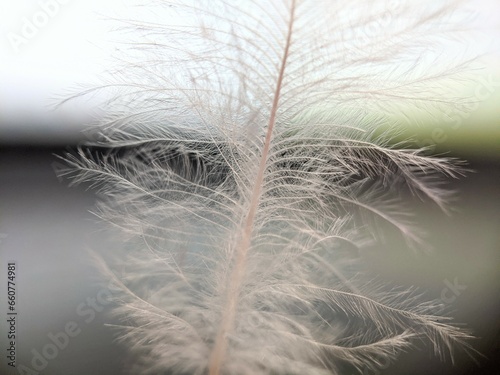 Macro of chicken feather with defocused background