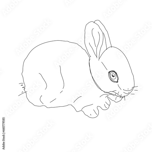 bunny rabbit