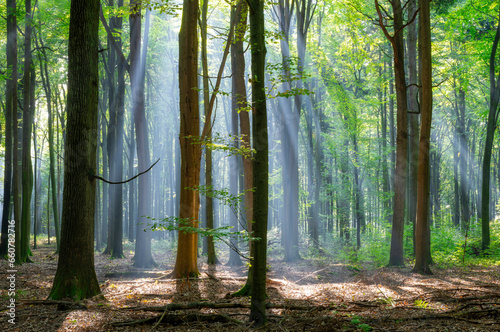 Sunny morning in the forest