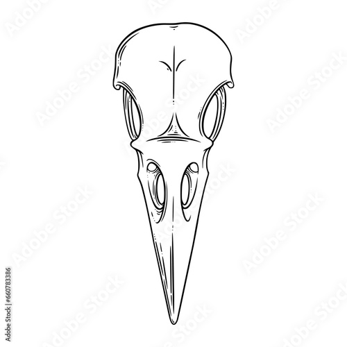 Crow skull sketch front view. Halloween skull for spooky designs. Vector illustration isolated in white background