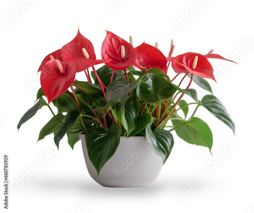 red anthurium flowers with green leaves in white pot isolated on transparent background. photo