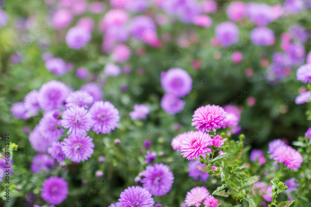 This is the autumn chrysanthemum Aster that I found in the park. Symphyotrichum This is the autumn chrysanthemum Aster that I found in the park. Symphyotrichum