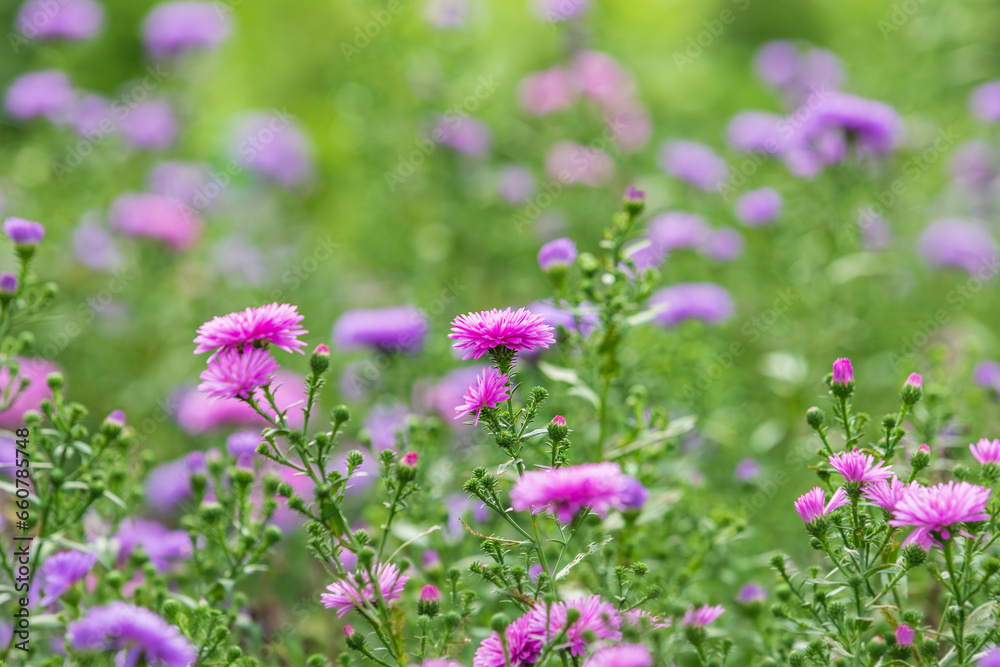This is the autumn chrysanthemum Aster that I found in the park. Symphyotrichum This is the autumn chrysanthemum Aster that I found in the park. Symphyotrichum