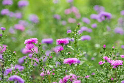 This is the autumn chrysanthemum Aster that I found in the park. Symphyotrichum