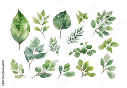 Watercolor green leaves elements collection set, eucalyptus, plants, botanical, leaf branches, clip art pastoral charm vector illustration