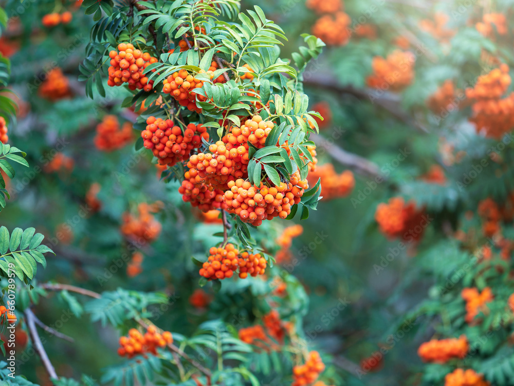A bunch of red rowan in autumn leaves. A bunch of red rowan in autumn leaves.