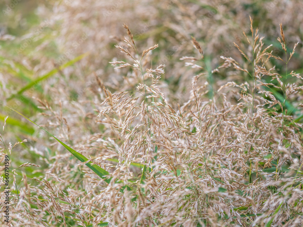 Yellow reed in the field. Bright natural background with sunset. Selective soft focus of beach dry grass and reeds Yellow reed in the field. Bright natural background with sunset. Selective soft focus of beach dry grass and reeds