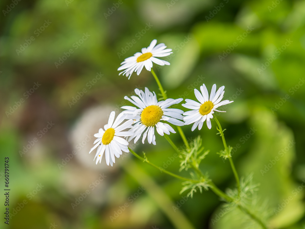 White and yellow daisy flowers on a green blurred background. White and yellow daisy flowers on a green blurred background.