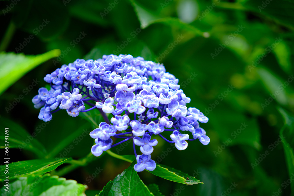 夏の始まりを告げる紫陽花 夏の始まりを告げる紫陽花