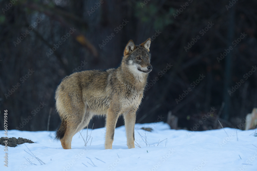 loup loup