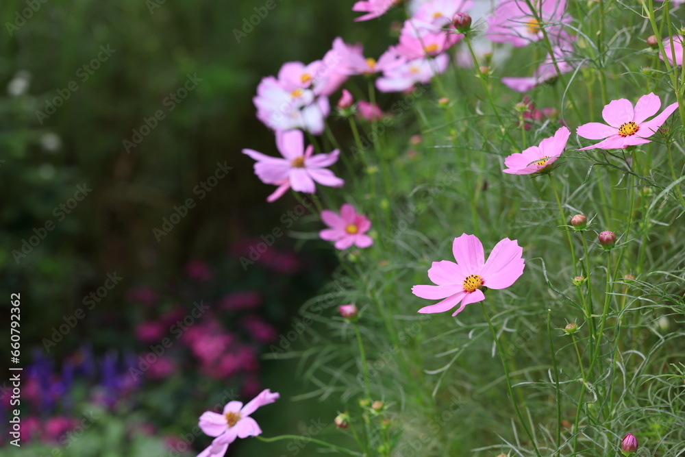 花 花